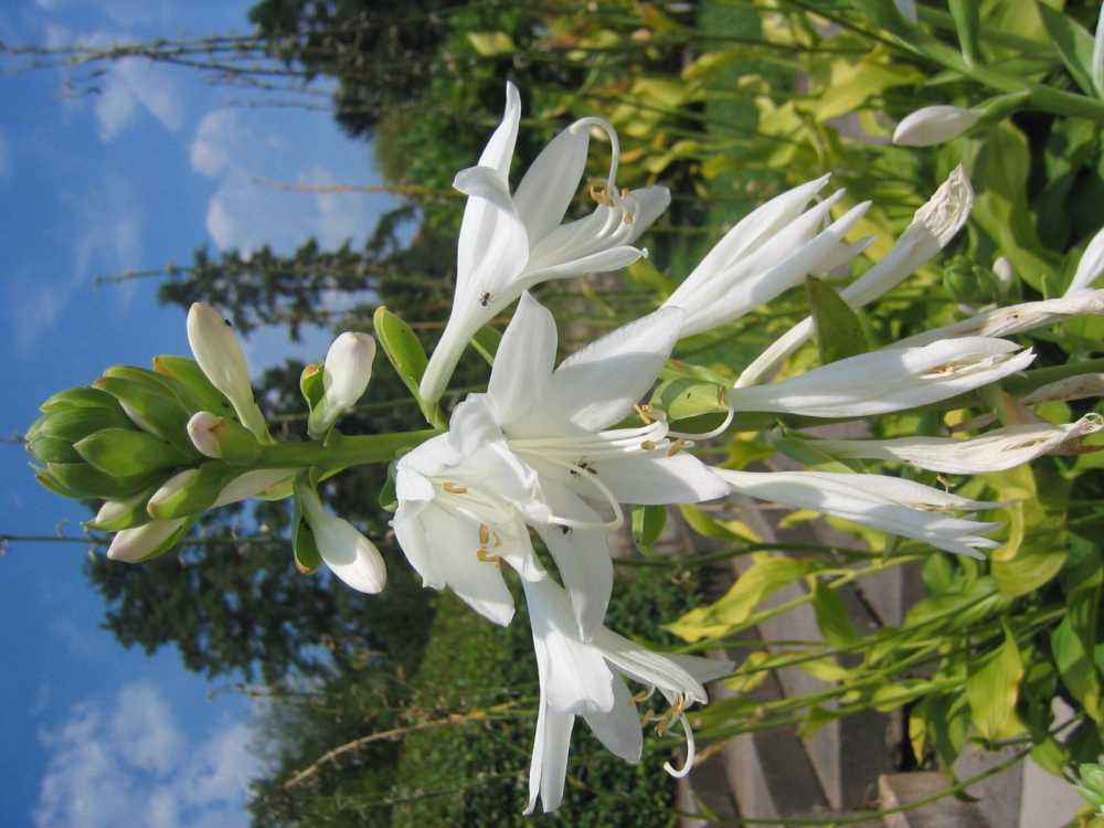 Hosta plantaginea (Duftende Herzblattlilie, Duftende Lilien-Funkie)
